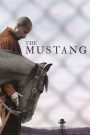 Mustang: La rehabilitación